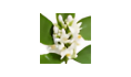 Neroli