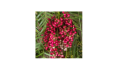 Pink Pepper Berry Essence
