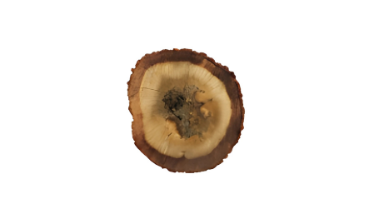 Agarwood oud